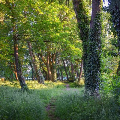 lysannhoffellner-trees-5645757_1920
