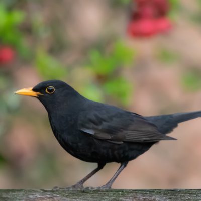 male-uk-blackbird-4919160_1920